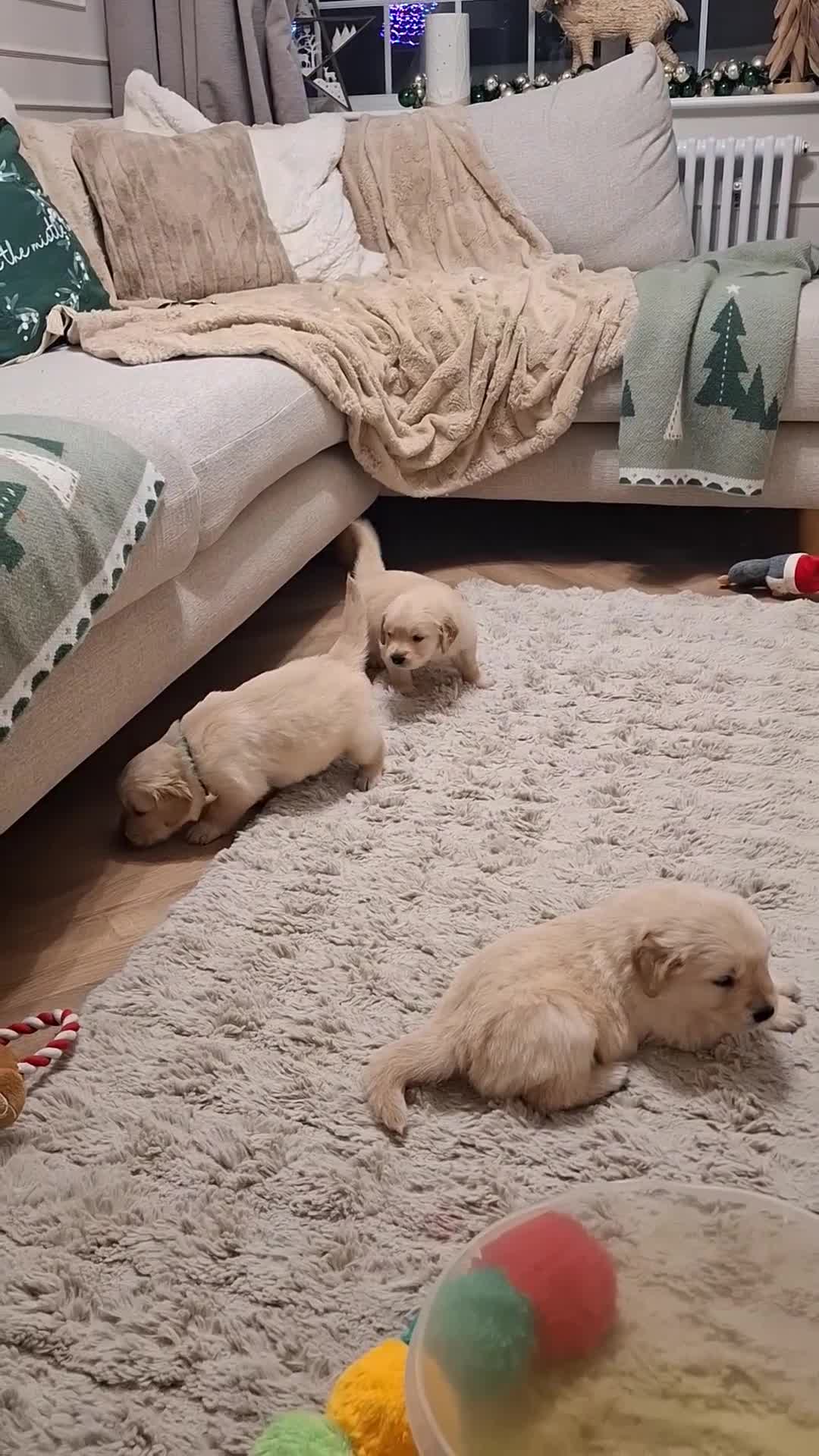 Golden Retriever dogs for sale: KC reg golden retriever puppies - Video 1