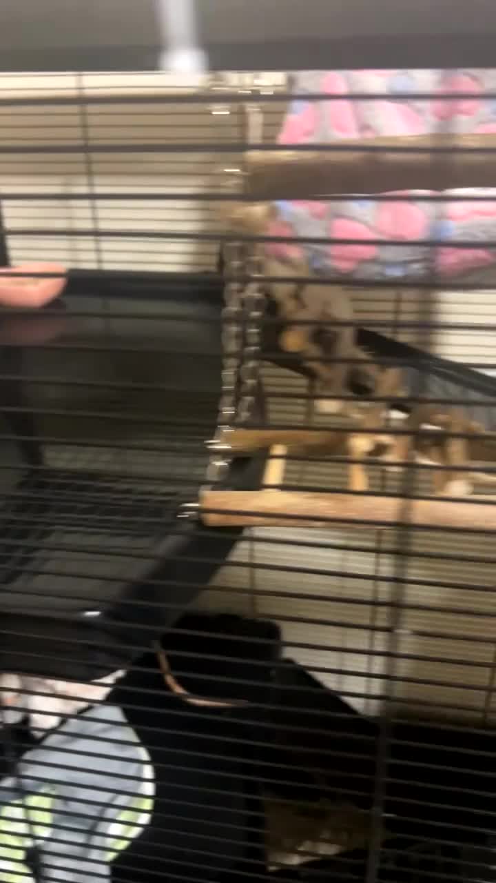 Rat rodents for sale: 4 rats + cage and accessories  - Video 1