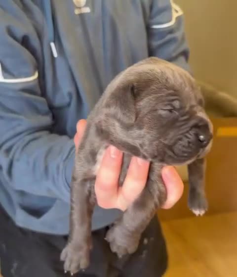 Mixed Breed dogs for sale: Cane Corso/Great Dane X Cane Corso Boerboel - Video 5