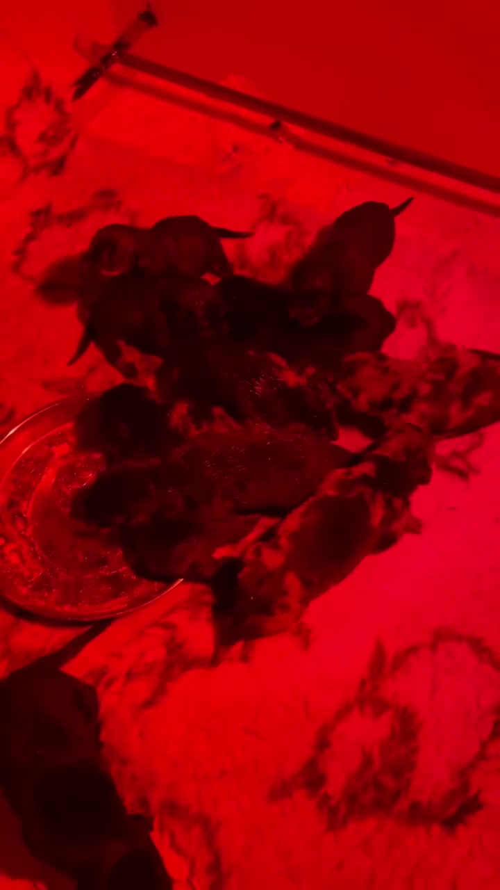 Beauceron dogs for sale: Beauceron puppies in Radstock - Video 1