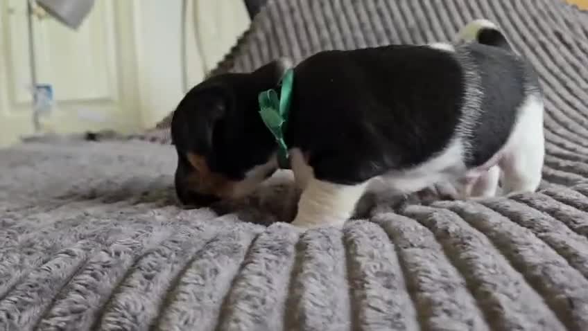 Jack Russell dogs for sale: 🐶 Jack Russell Puppies  – 4 Females & 1 Male 🐶 - Video 1