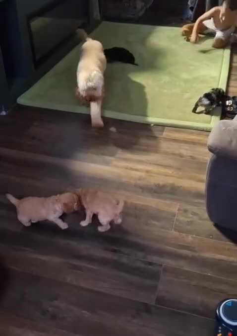 Cockapoo dogs for sale: Beautiful litter of cockapoo pups  in Pontypridd - Video 1