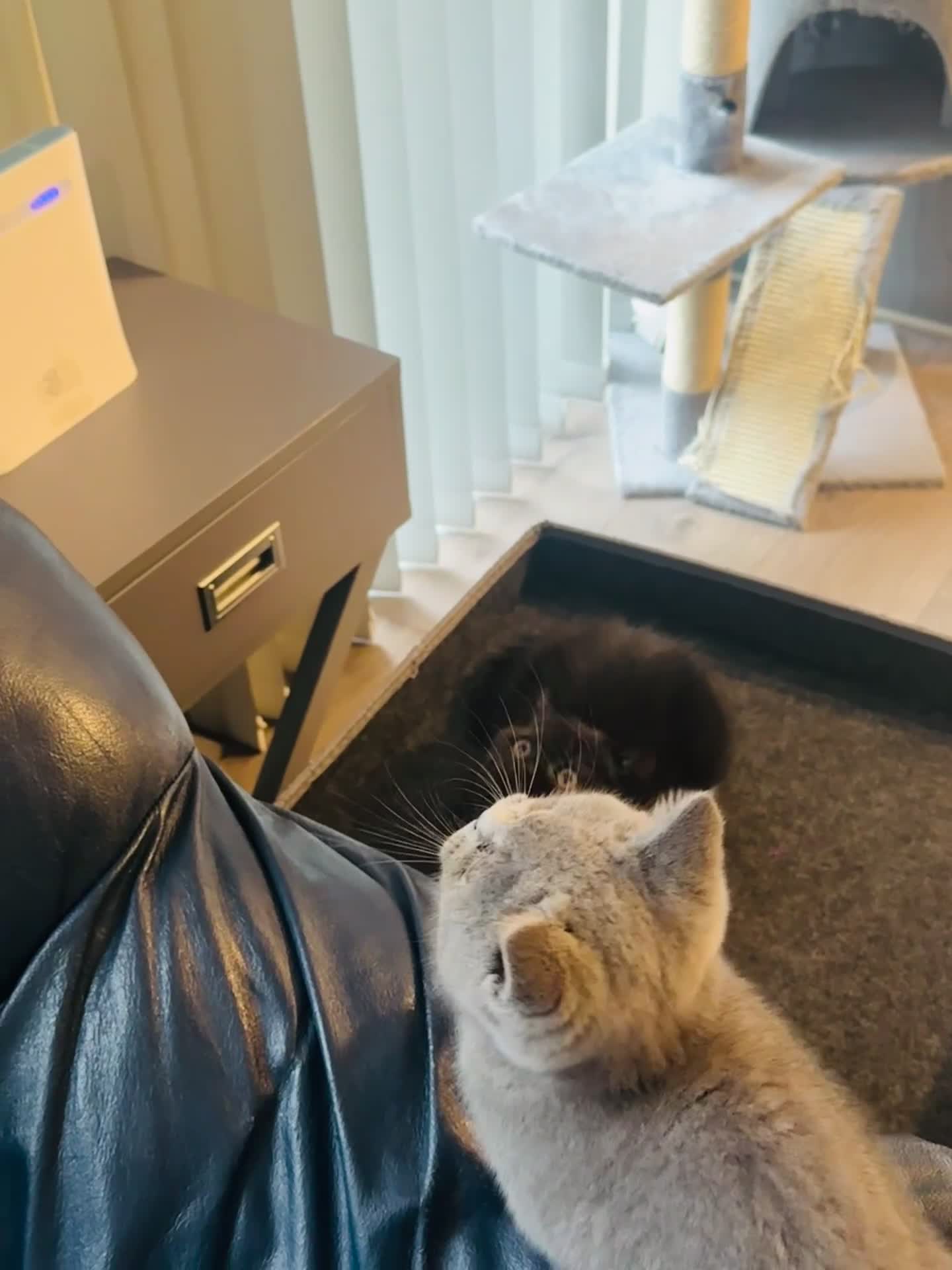 British Shorthair cats for sale: Take me home🏡, I need a loving family🙏❤️🥰🐈‍⬛ - Video 2