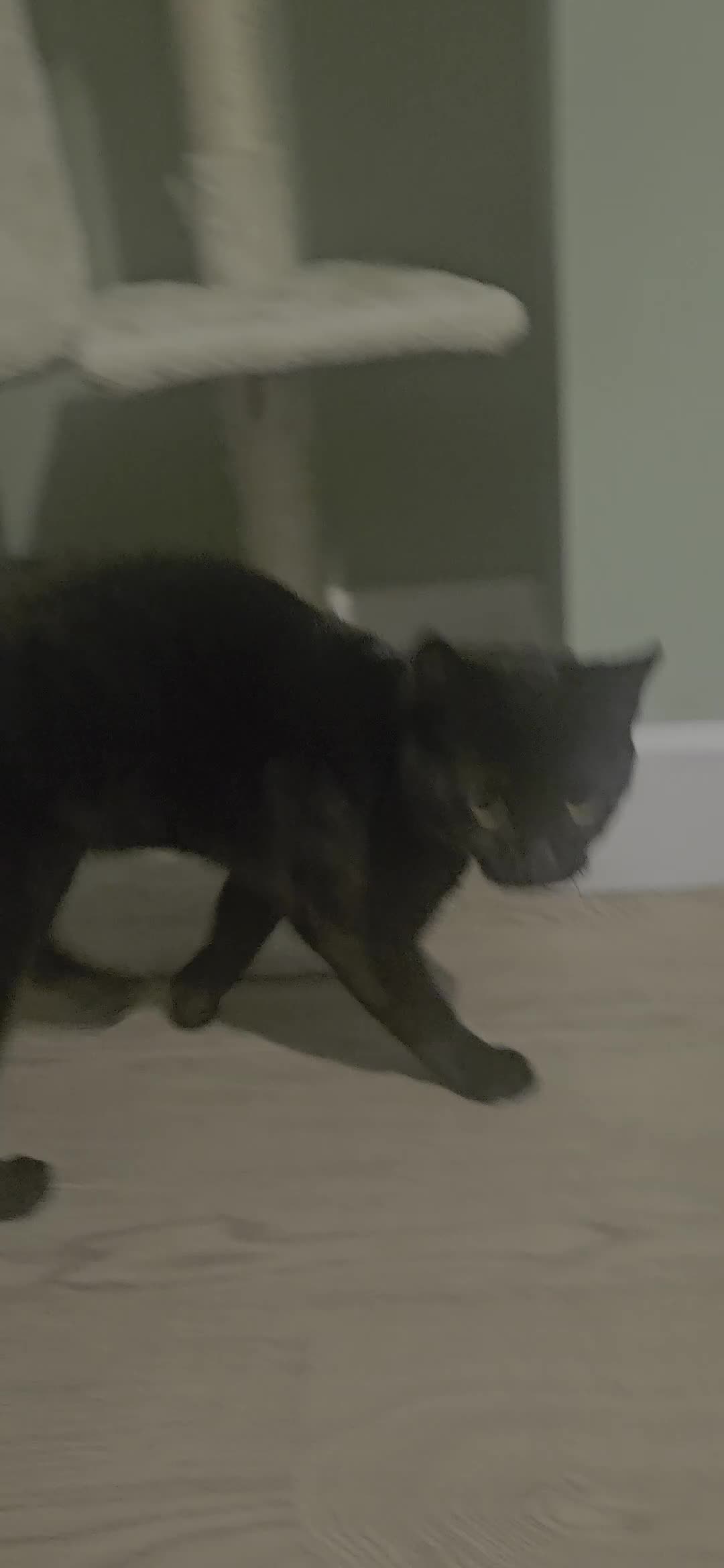 British Shorthair cats for sale: Seb - Beautiful black cat - Video 1