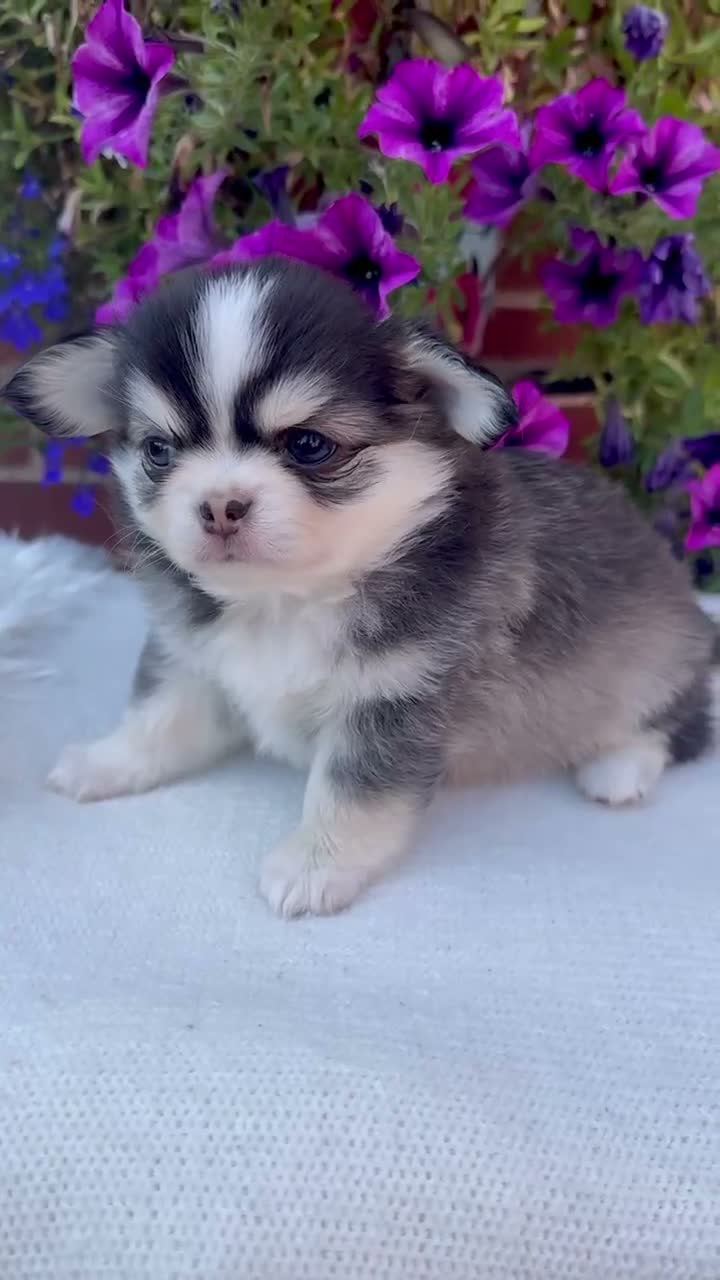 Chihuahua dogs for sale: 🤎🐾🖤Exotic LC RKC Husky Marking Boys🖤🐾🤎 - Video 2