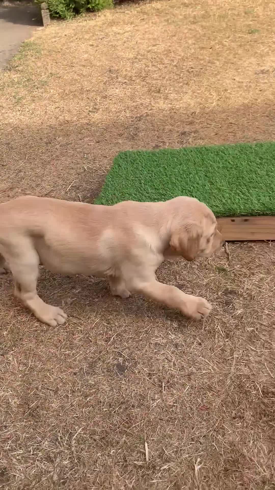 Labrador Retriever dogs for sale: KC reg Working Labrador puppies  - Video 1