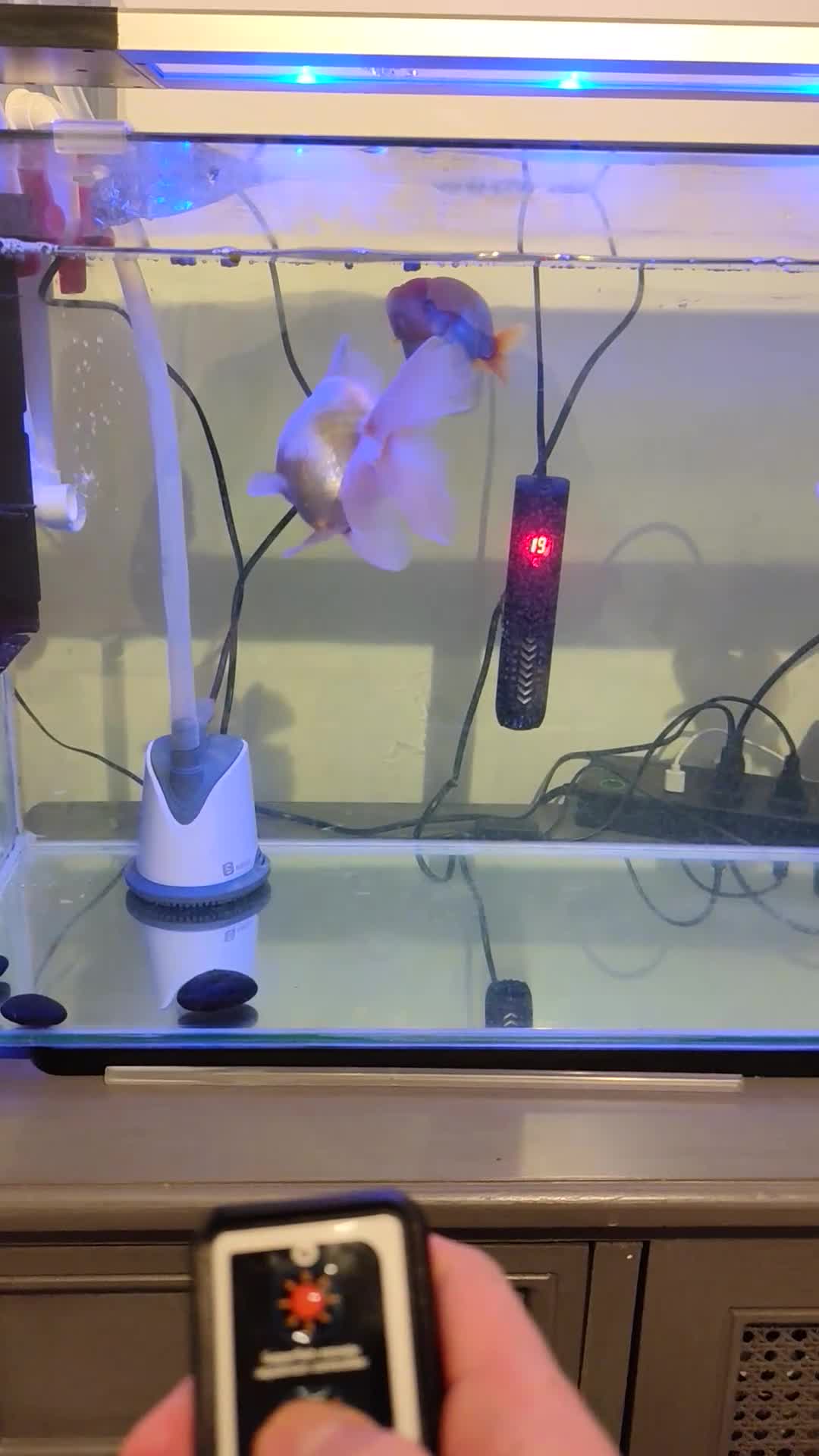 Fancy Goldfish fish for sale: tank with 3 fancy goldfishes - Video 2