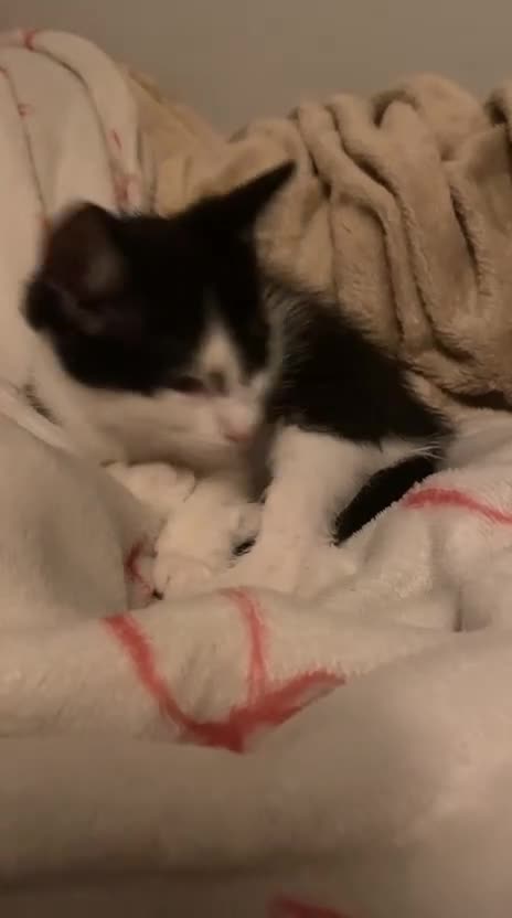 Mixed Breed cats for sale: Male kitten 5 months old - Video 1