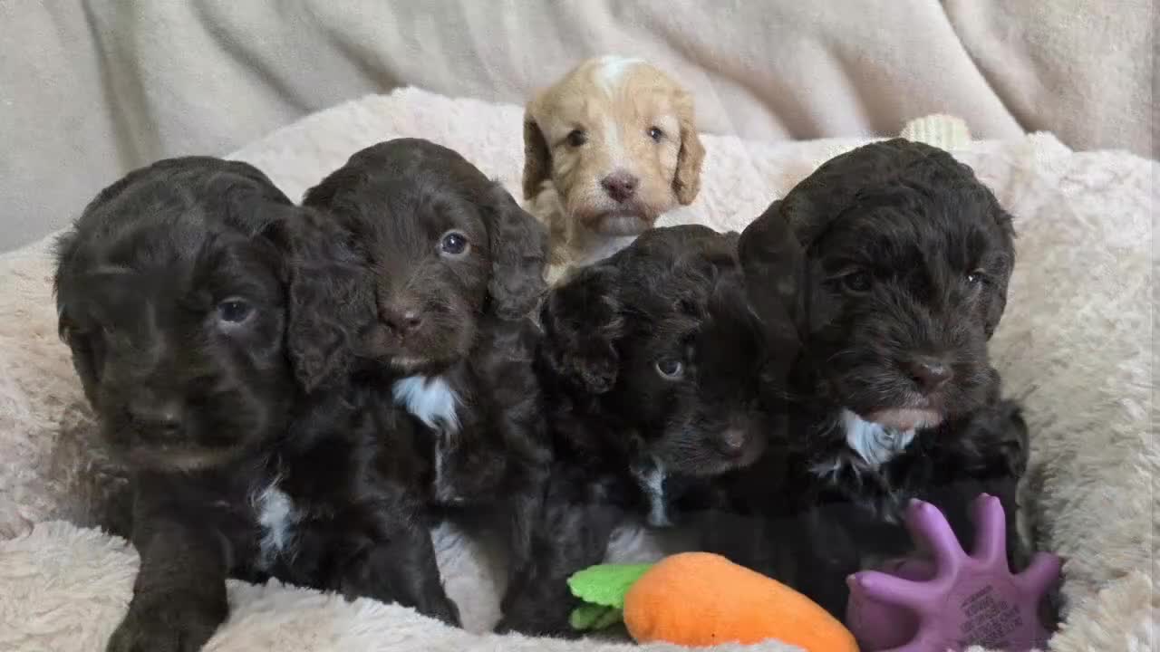 Cockapoo dogs for sale: F1 Chocolate Cockapoos. DNA Health Tested - Video 1