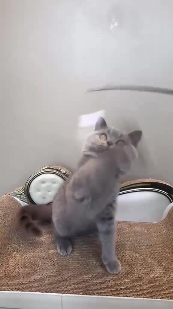 British Shorthair cats for sale: 1 LAST  GORGEOUS British Short Hair Female kitten  - Video 3
