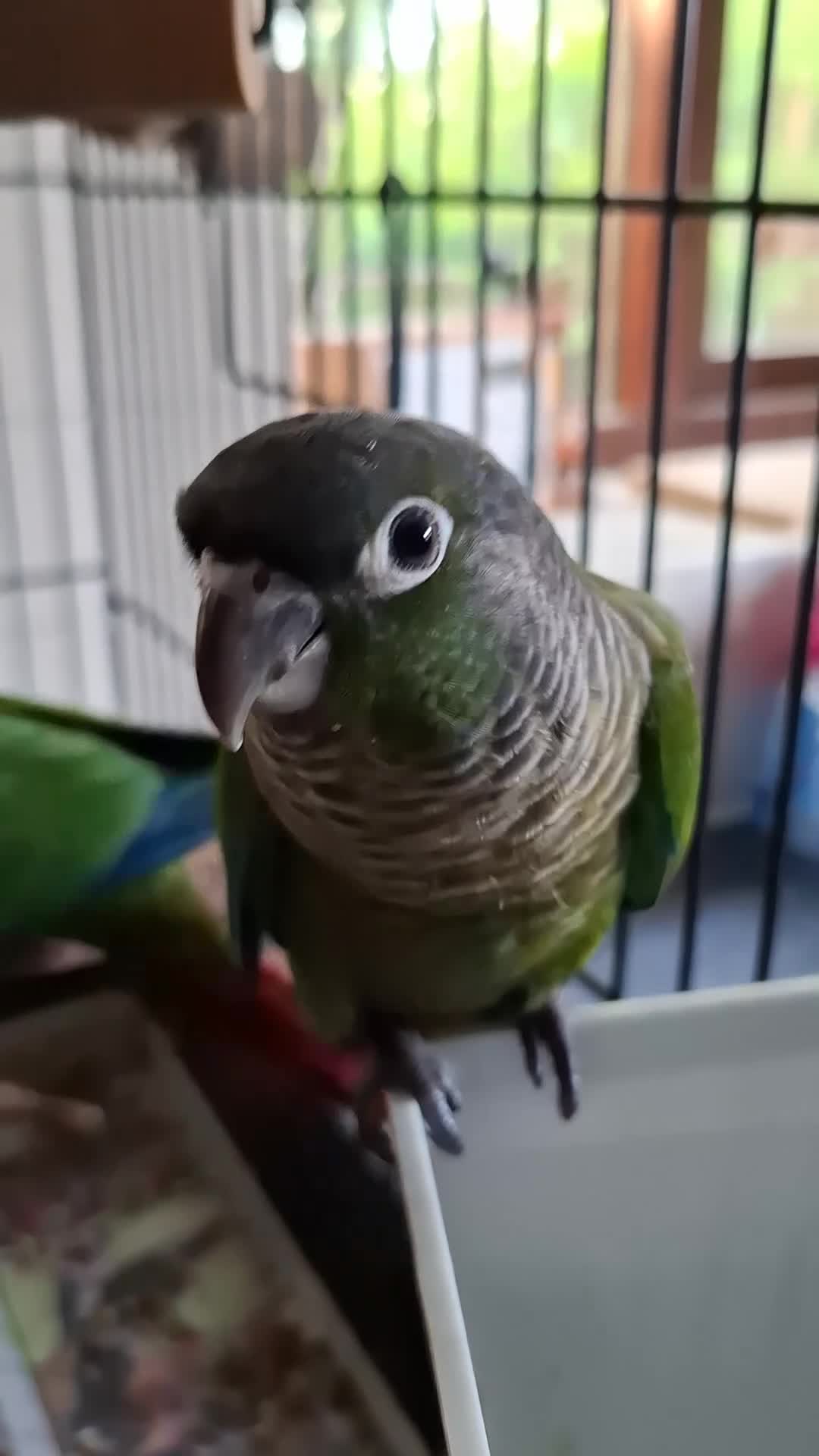Conures birds for sale: Hand reared greencheek conures  - Video 2