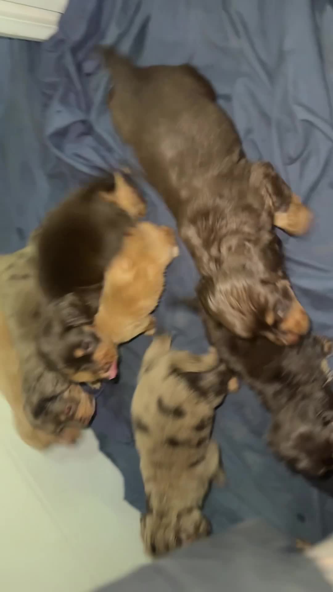 Cocker Spaniel dogs for sale: 1 cocker spaniel girl  left available  - Video 4