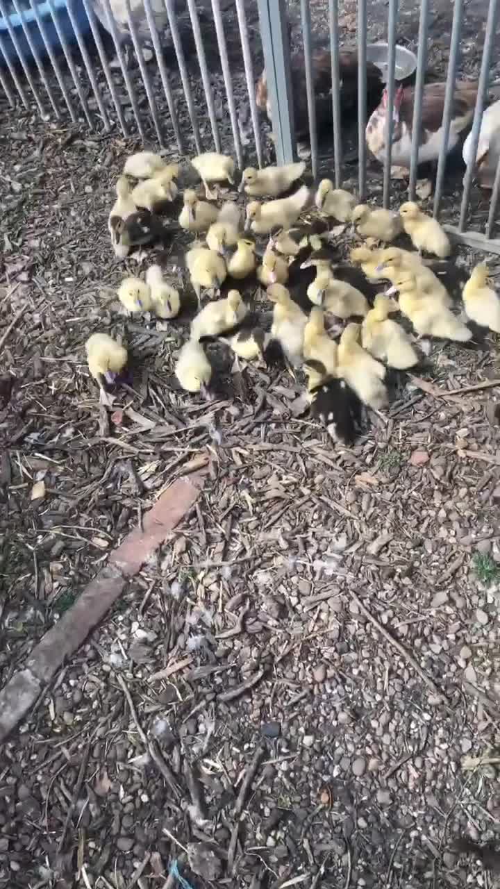 Ducks poultry for sale: Muscovy  - Video 3