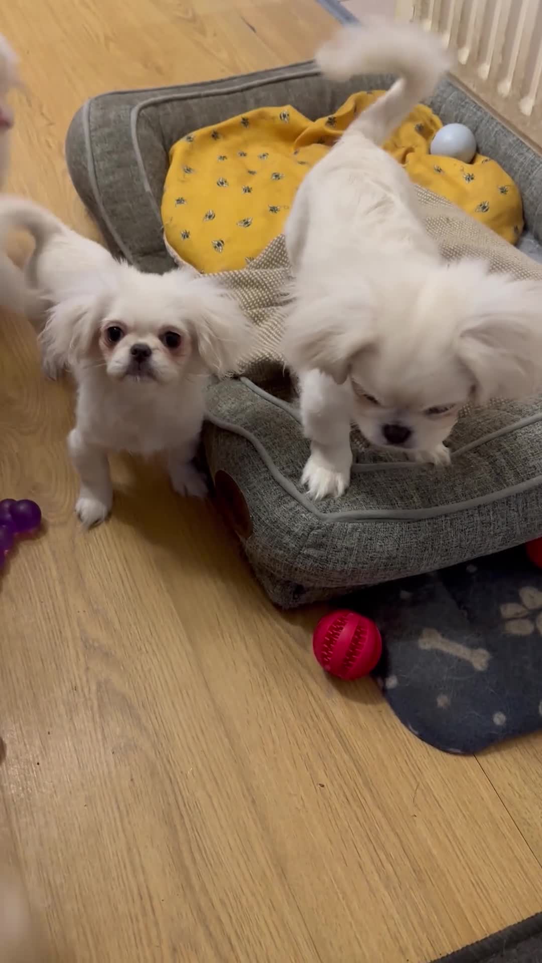 Pekingese dogs for sale: KC puppys white Pekingese  - Video 1