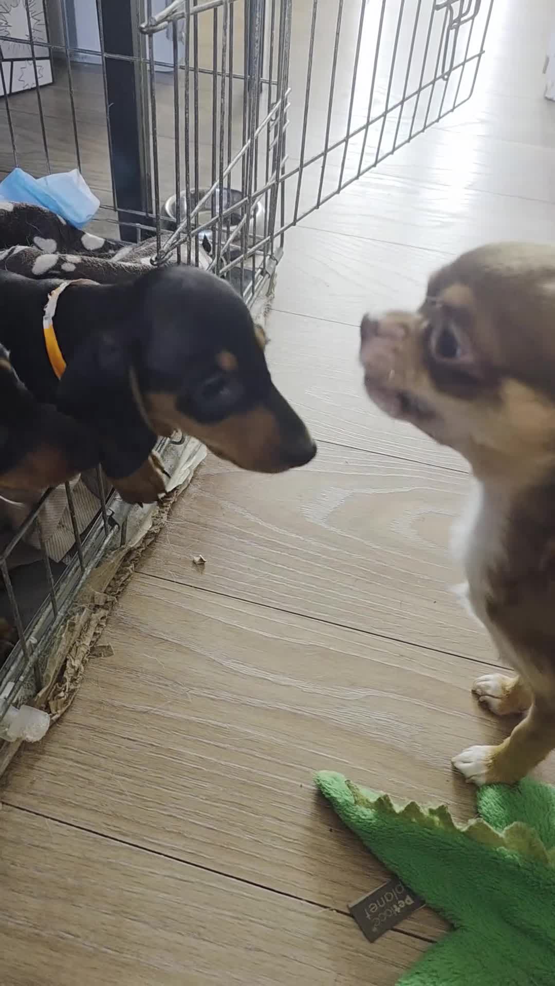 Miniature Dachshund dogs for sale: BLACK/TAN Adorable dachshund puppies for sale😍 - Video 4