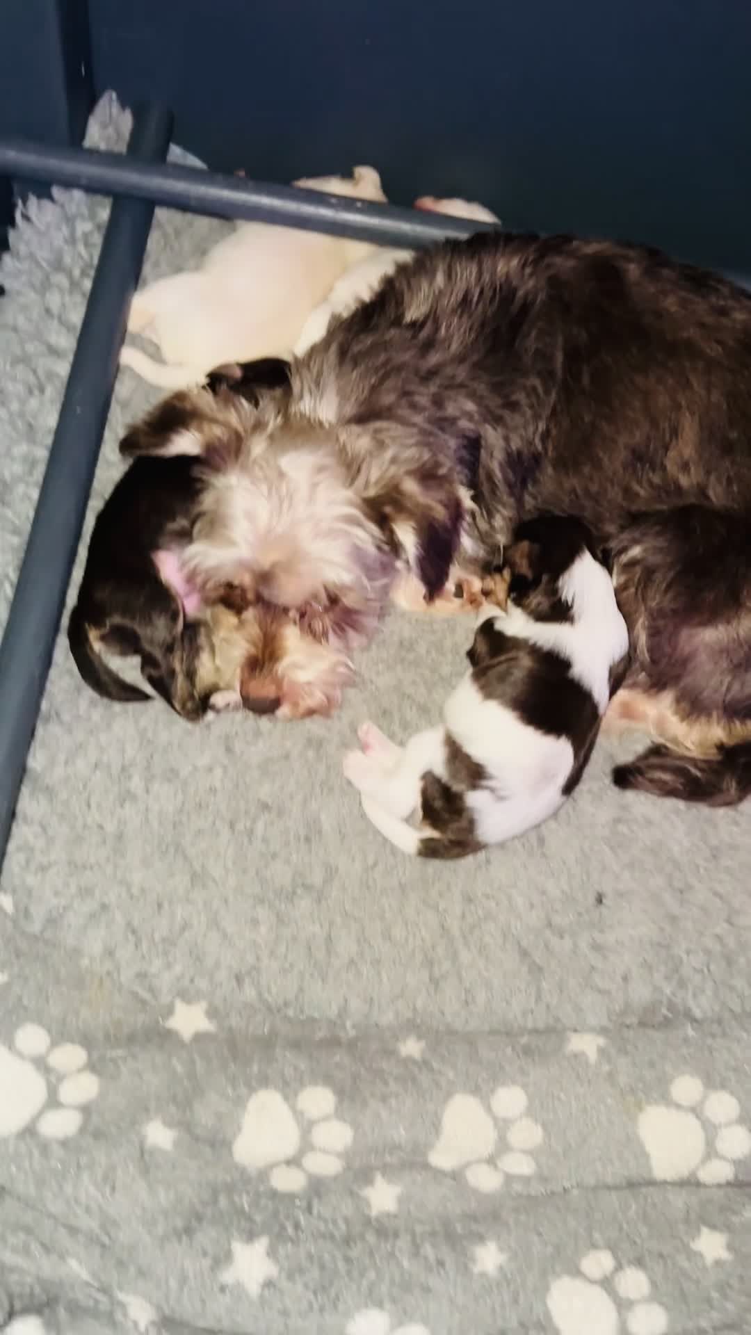 Miniature Schnauzer dogs for sale: 🐾 STUNNING KC REG MINIATURE SCHNAUZER 🐾 - Video 3