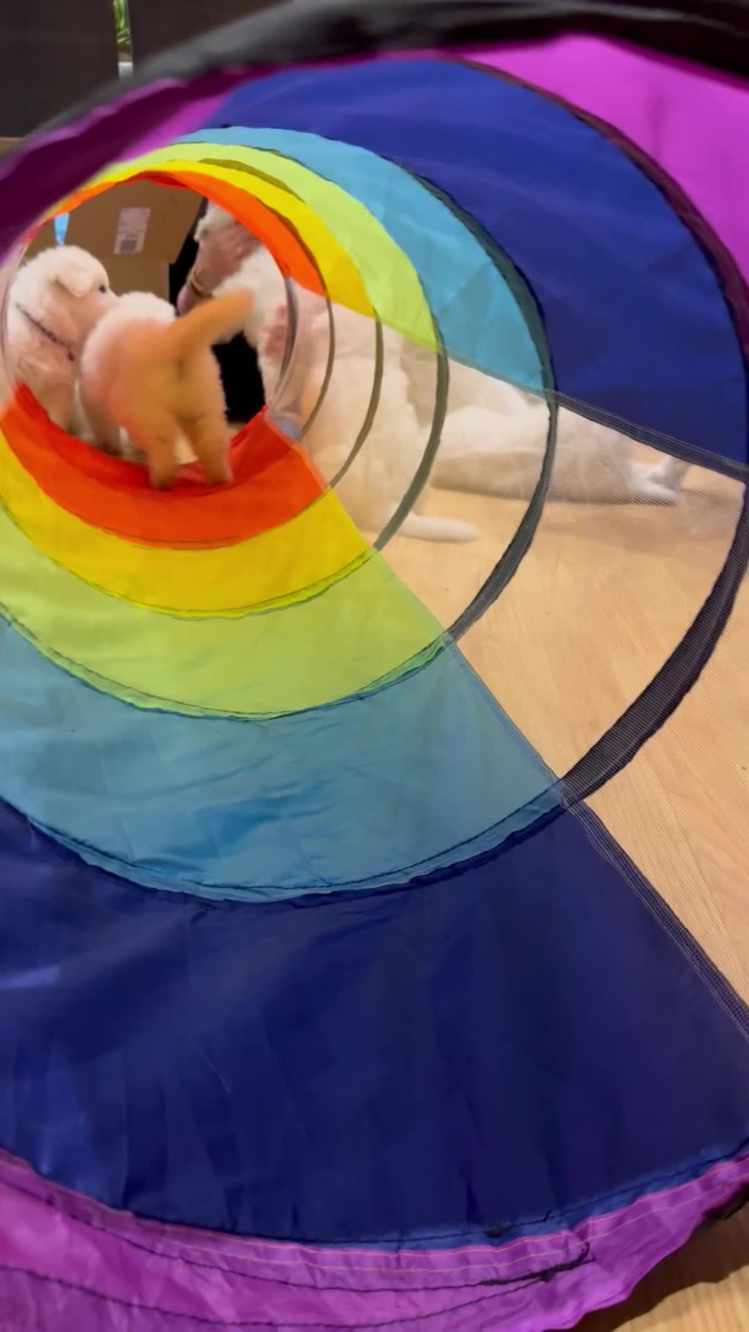 White Swiss Shepherd dogs for sale: Beautiful white Swiss shepherd  - Video 1