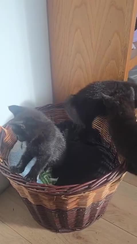 Mixed Breed cats for sale: 🐾 Beautiful  Black Kittens Looking for Homes  - Video 1