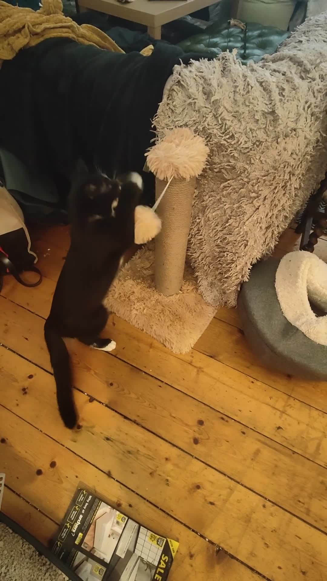 American Shorthair cats for sale: Year Old Male Tuxedo - Dwizzle - Video 4