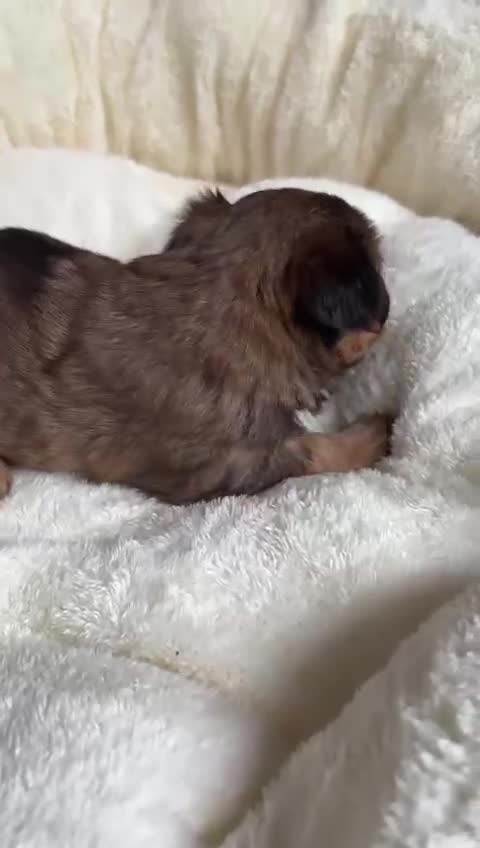 Yorkshire Terrier dogs for sale: DNA tested parents possible Dilution Yorkies  - Video 1