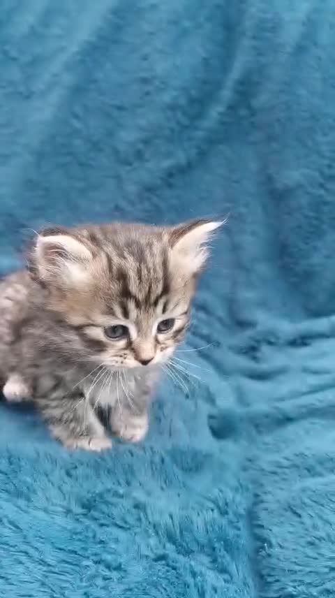 Siberian cats for sale: Registered Siberian Kittens  - Video 1