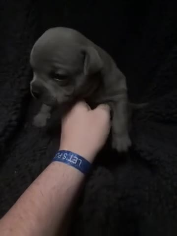 Staffordshire Bull Terrier dogs for sale: Pedigree Staffordshire bull terrier pups  - Video 4