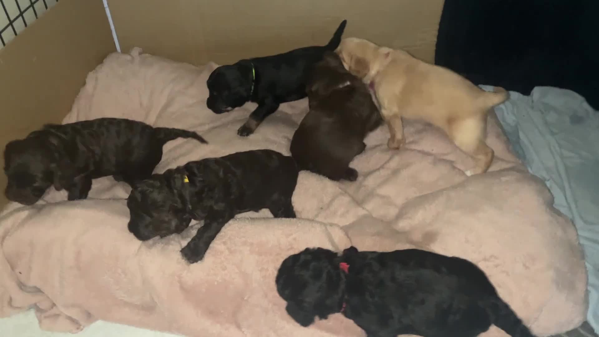 Mixed Breed dogs for sale: 3 Cockapoo choc pups ready in 4 weeks  in Lowestoft - Video 1