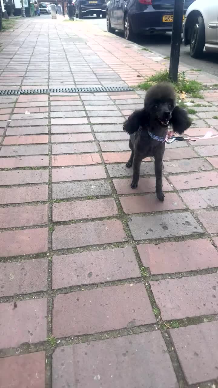 Toy Poodle dogs for sale: Tiny toy poodle - Video 1