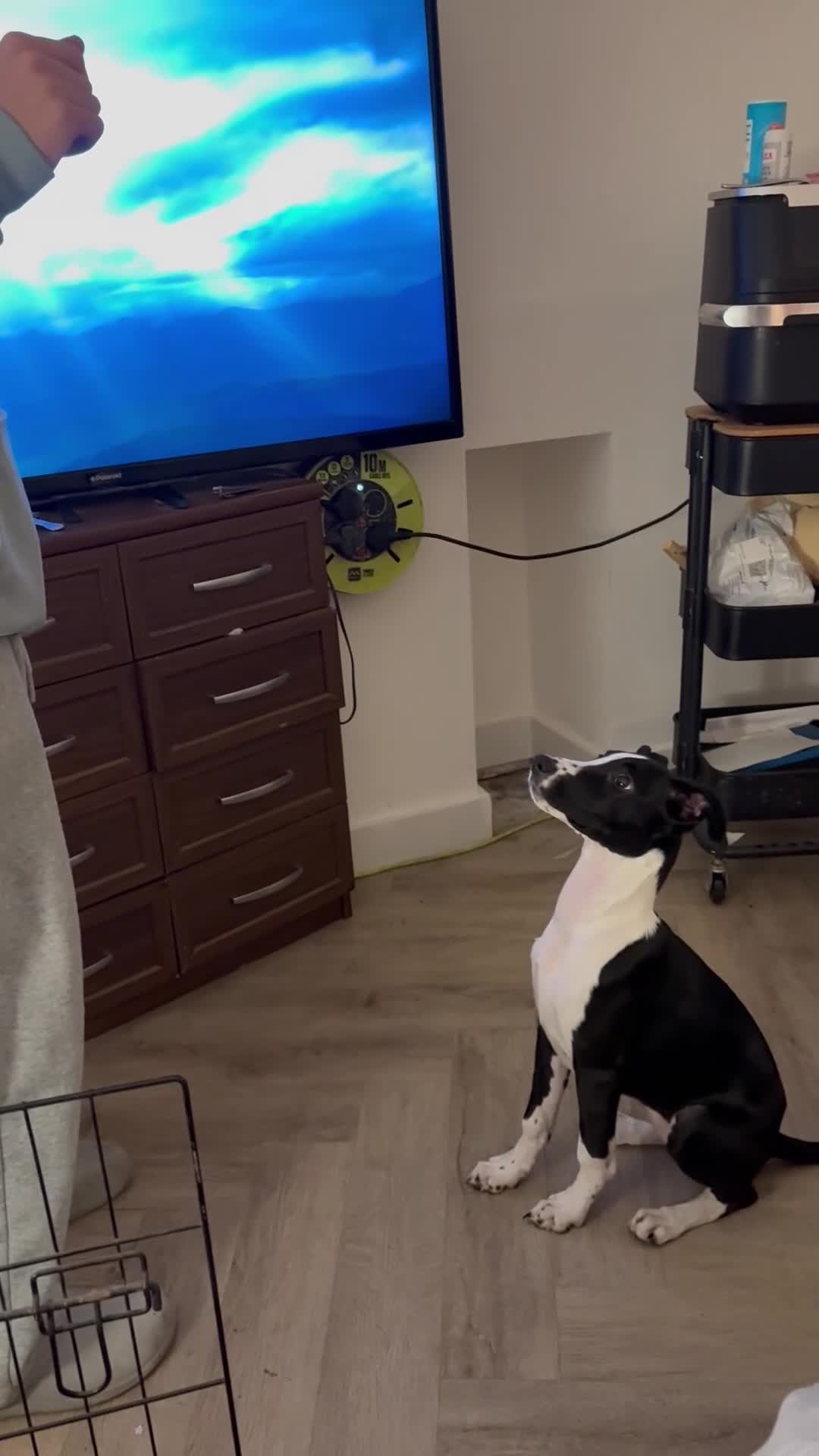 Mixed Breed dogs for sale: Beautiful cross whippet  - Video 1