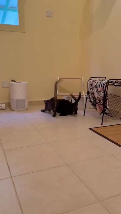 Mixed Breed cats for adoption: [Indoors Only] Lovely & Playful Trio Brothers - Video 2