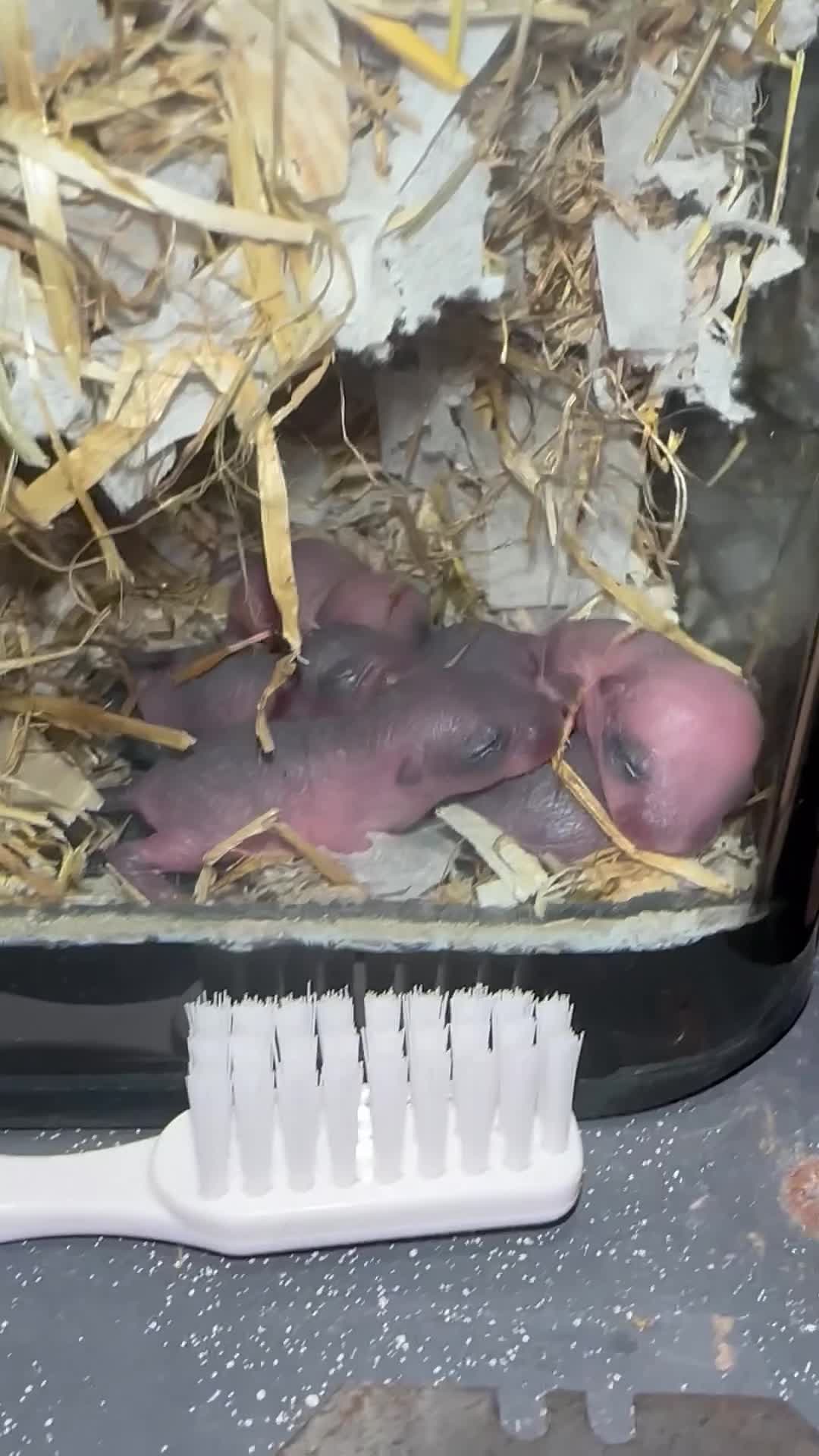 Gerbil rodents for sale: Gerbils in need of a home - Video 2