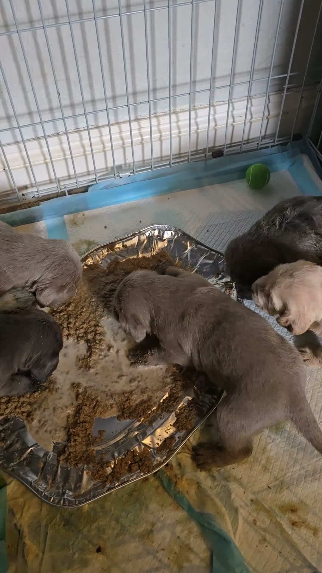 Mixed Breed dogs for sale: Weimaraner cross in Tonypandy - Video 1