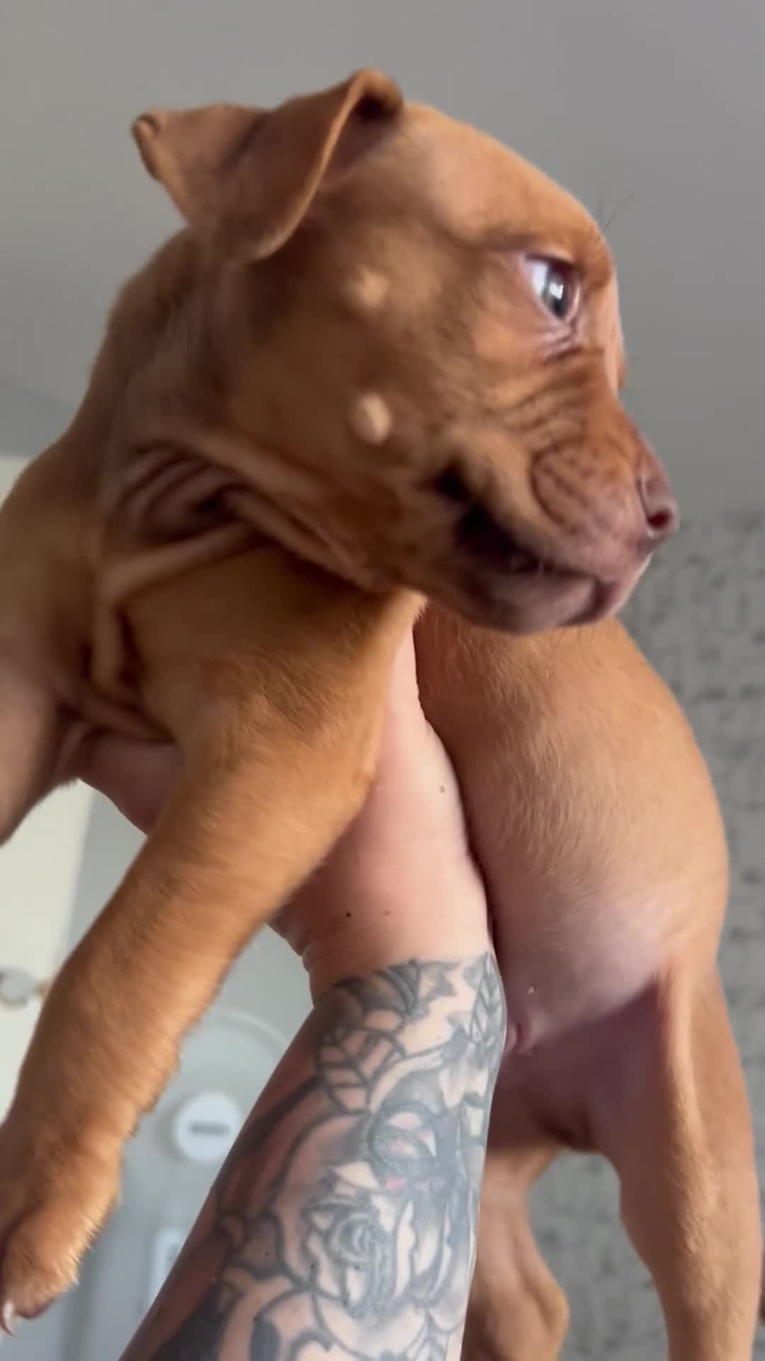 Mixed Breed dogs for sale: Beautiful pups looking for homes - Video 4