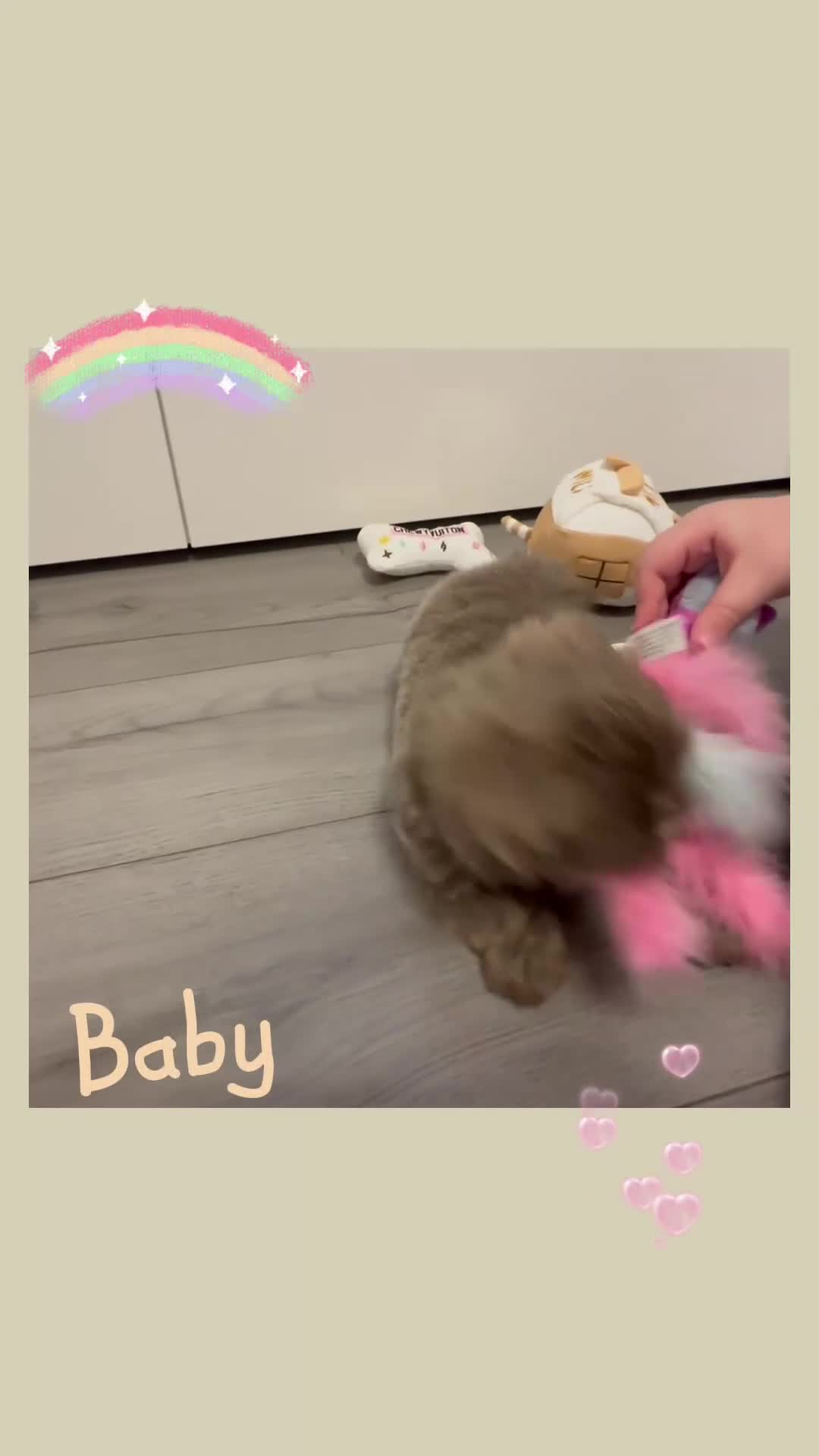 Shih Tzu dogs for sale: Exquisite KC Doll Faced LILAC BOY Imperial 🎀 - Video 1