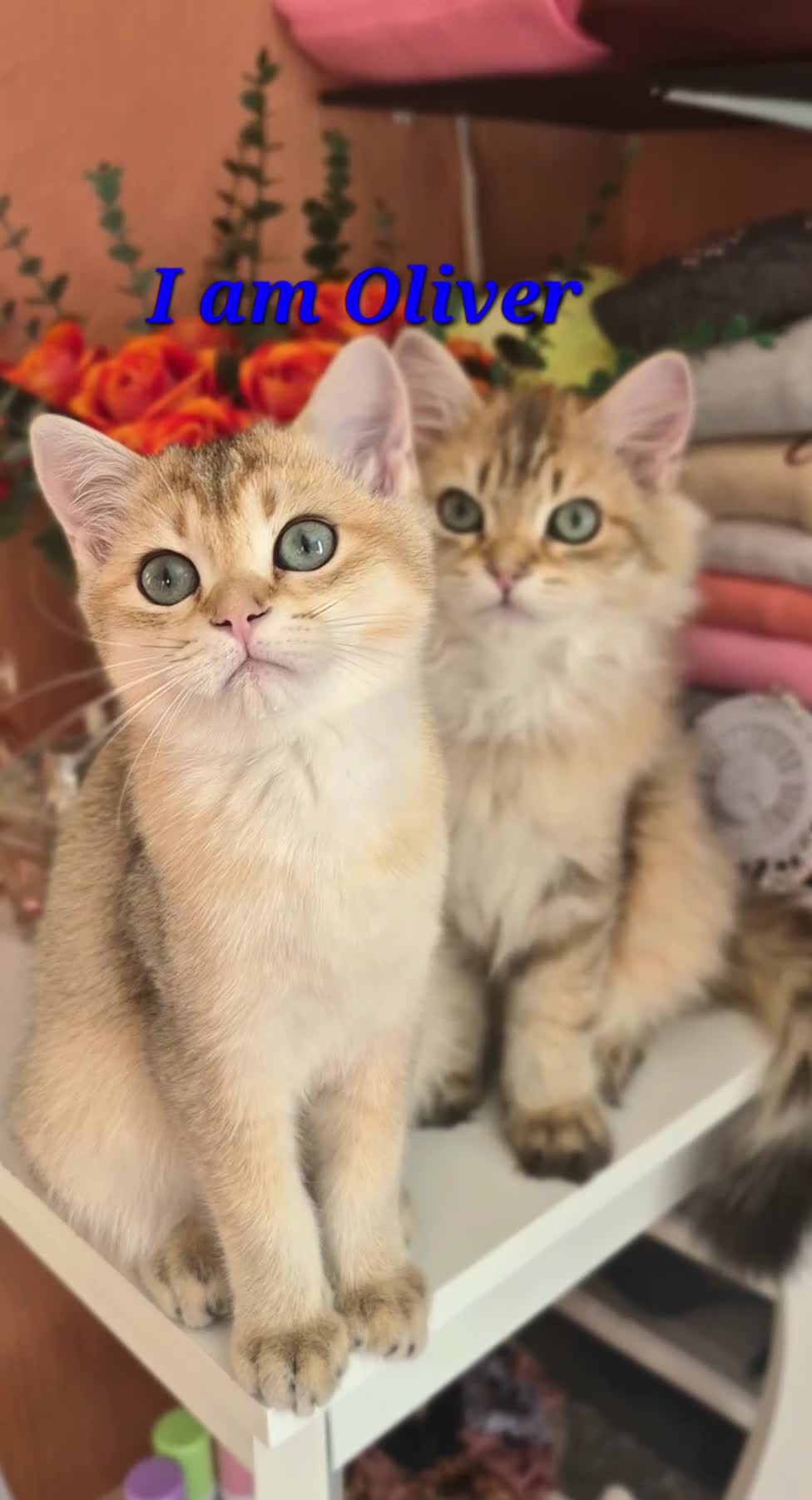 British Longhair cats for sale: British Longhair/Shorthair black golden shaded  - Video 3