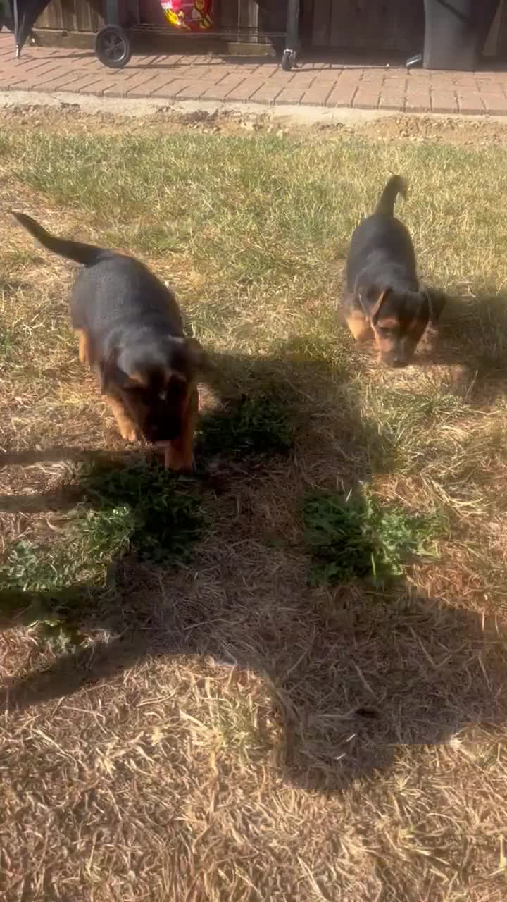 Jack Russell dogs for sale: Jack Russell puppies - Video 2