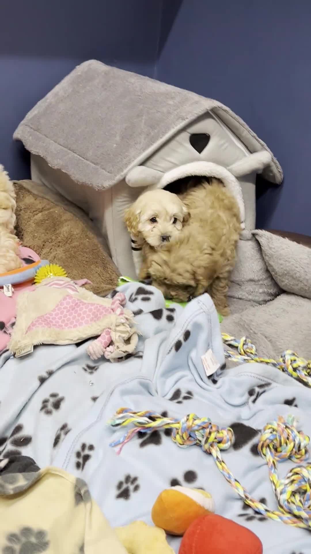Cavapoochon dogs for sale: Cavapoochon puppies ready for new forever home💕 - Video 2