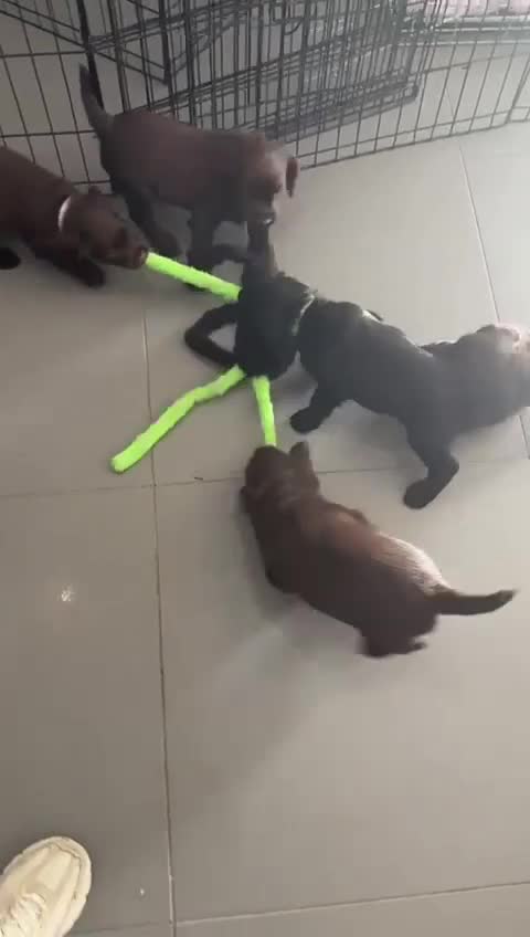 Cocker Spaniel dogs for sale: Cocker spaniel pups KC REG & COUNCIL LICENSED  - Video 1