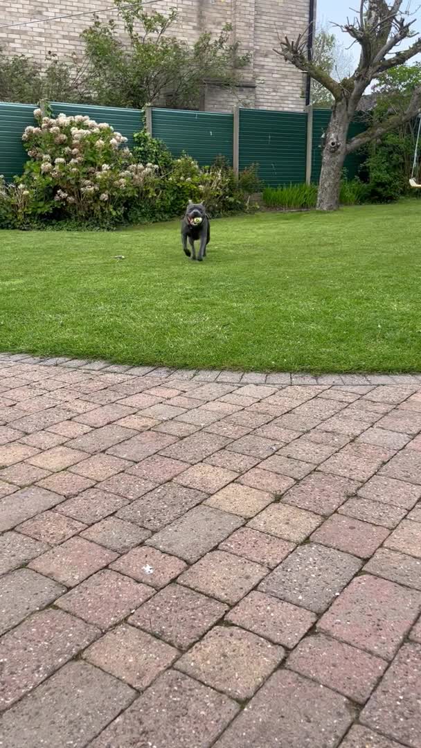 Staffordshire Bull Terrier dogs for stud: Blue Staffordshire bull terrier STUD in Preston - Video 1