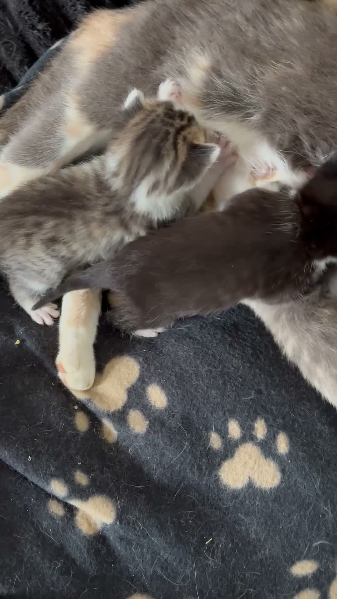 Mixed Breed cats for sale: Calico/silver tabby  - Video 1