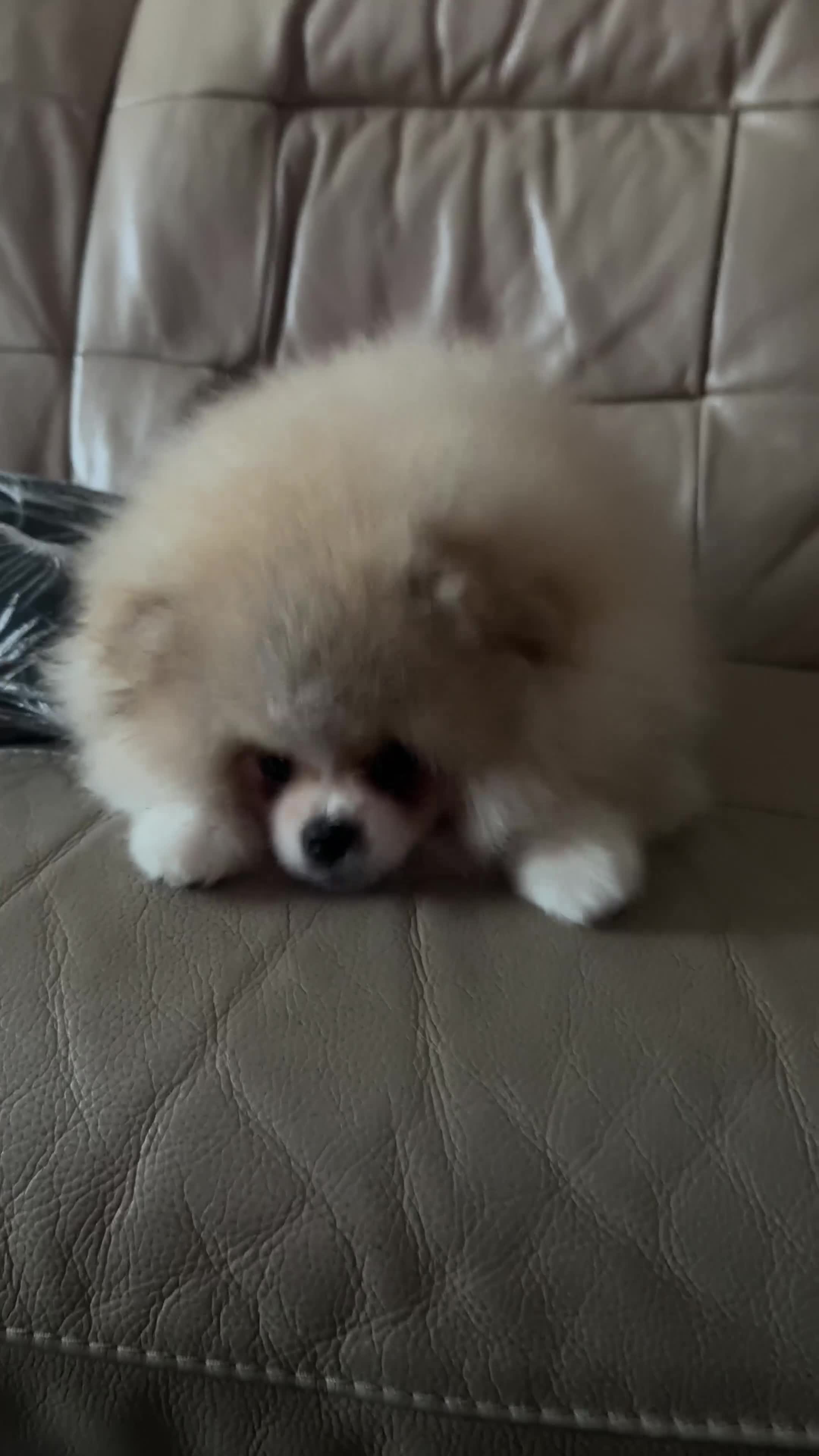 Pomeranian dogs for sale: KC Registered, Teddy bear Pom,Fluffy & Loving  - Video 1