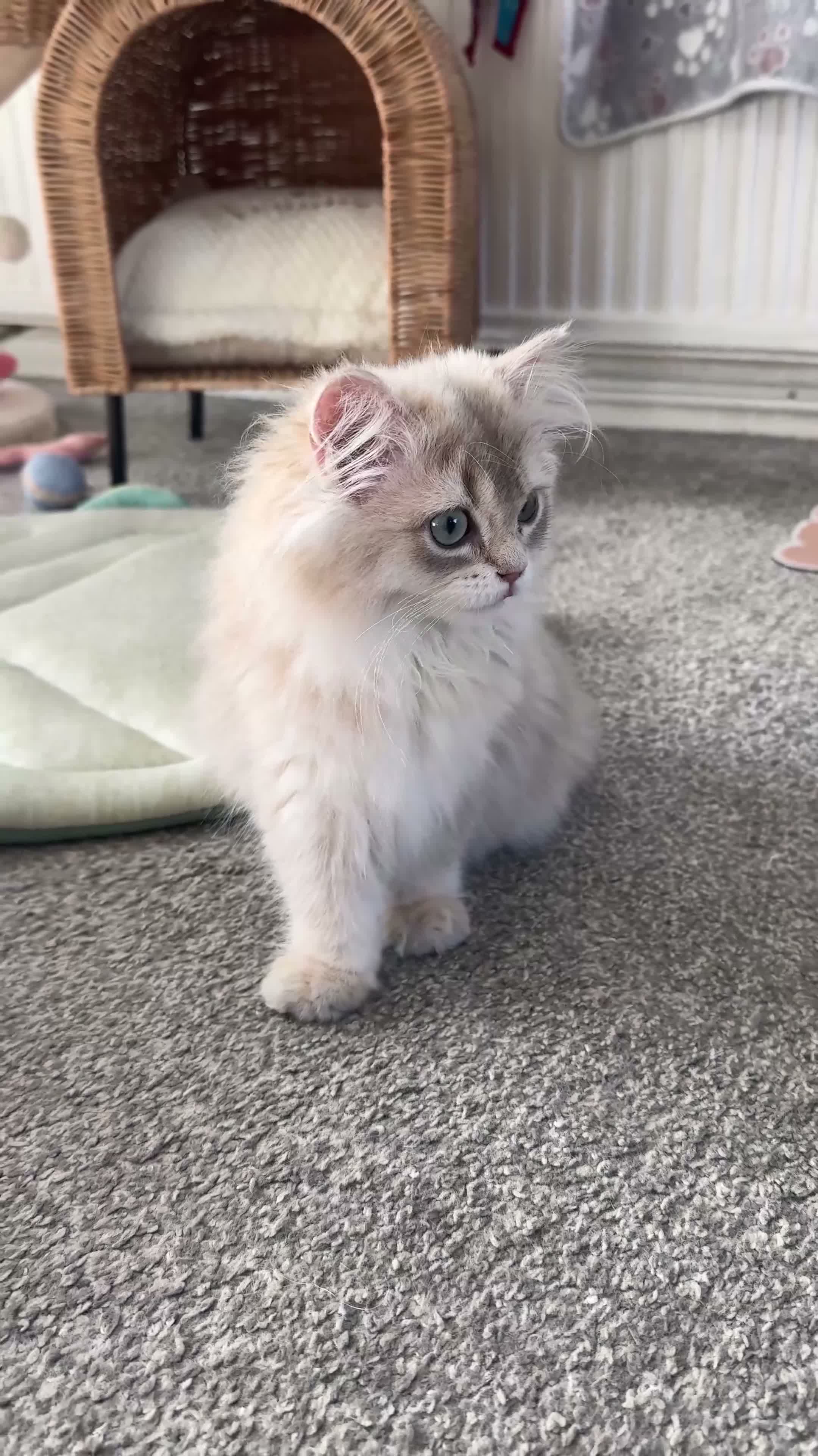 British Longhair cats for sale: Adorable British longhair   - Video 1