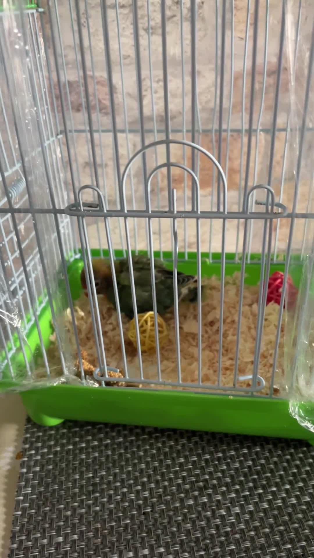 Lovebirds birds for sale: Because hand reared baby lovebird  - Video 1