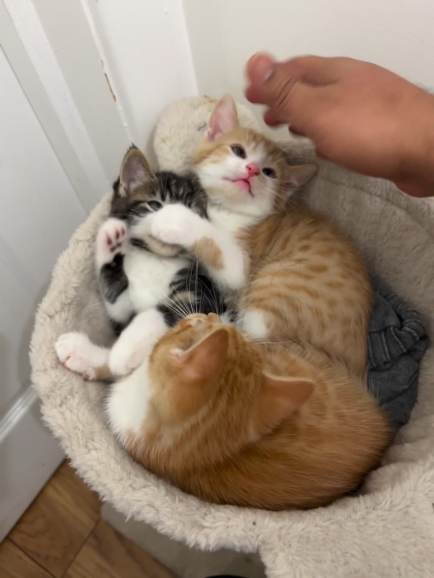 Domestic Shorthair cats for sale: Beautiful Kittens Looking New home - Video 1