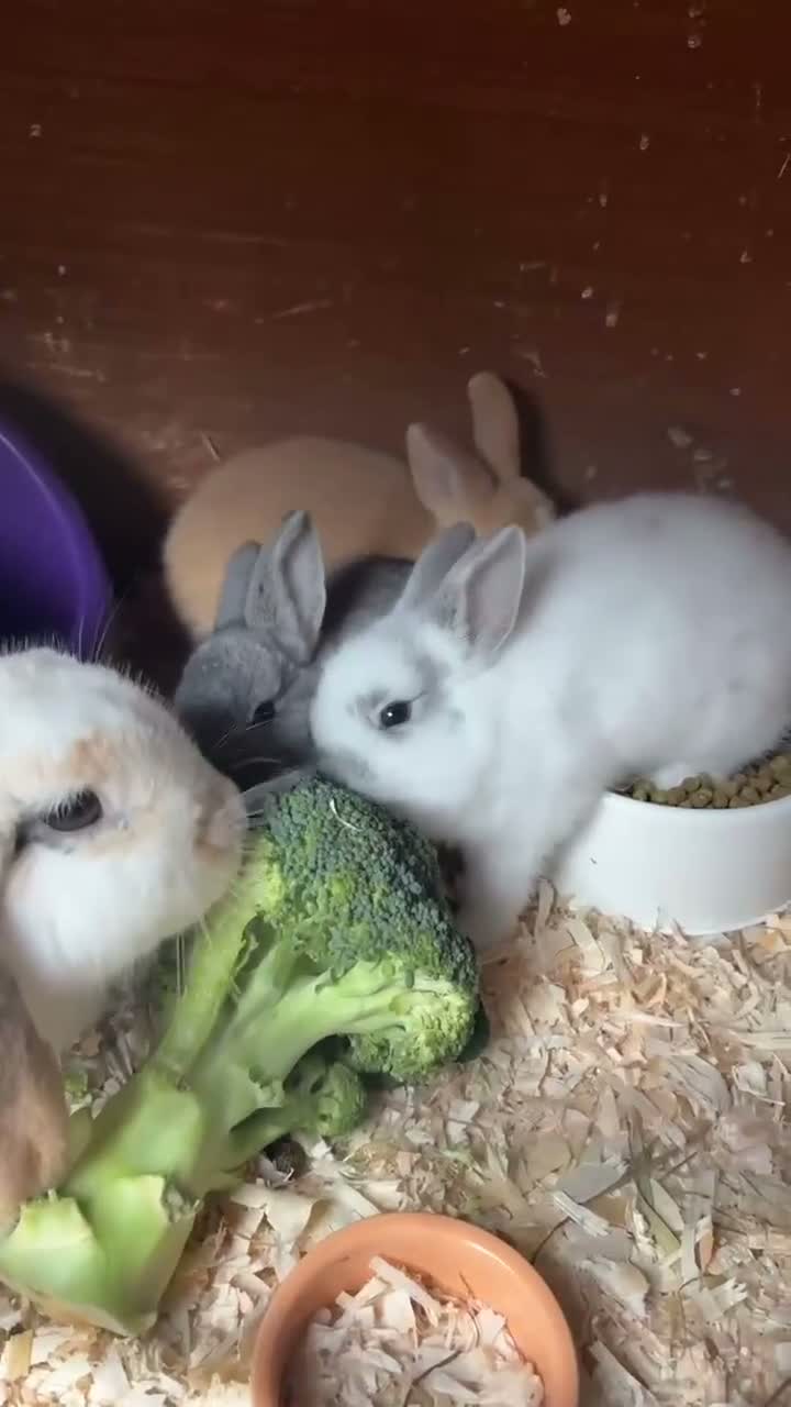 Dwarf Lop rabbits for sale: Dwarf lop cross with Netherland dwarf bunnies  in Tenby - Video 1