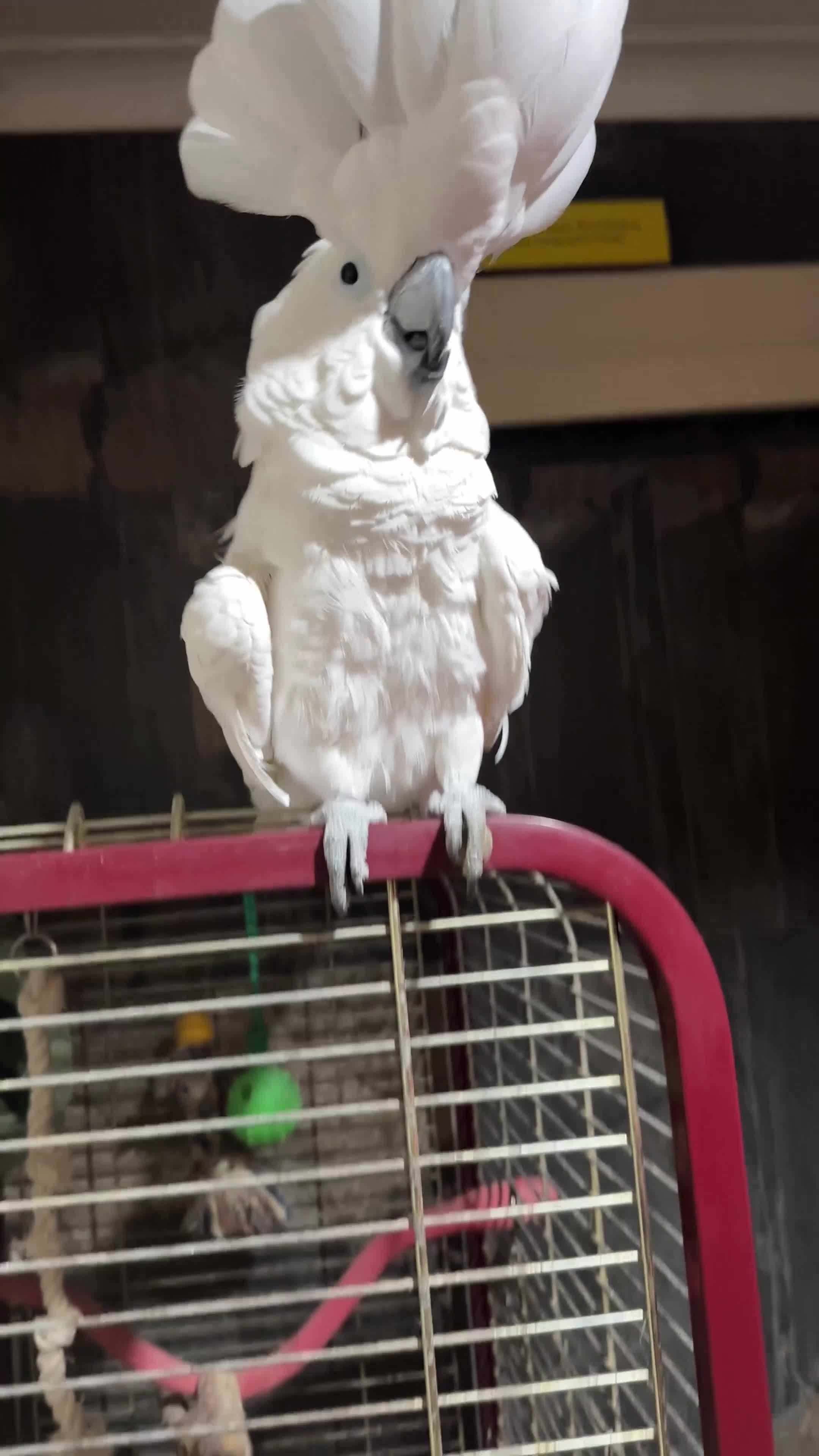 Cockatoo birds for sale:  Umbrella Cockatoo  - Video 2