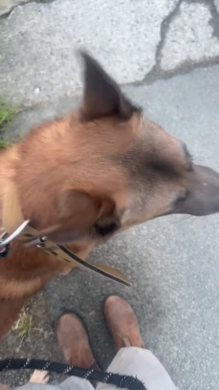 Mixed Breed dogs for sale: Belgian shepherd  - Video 1