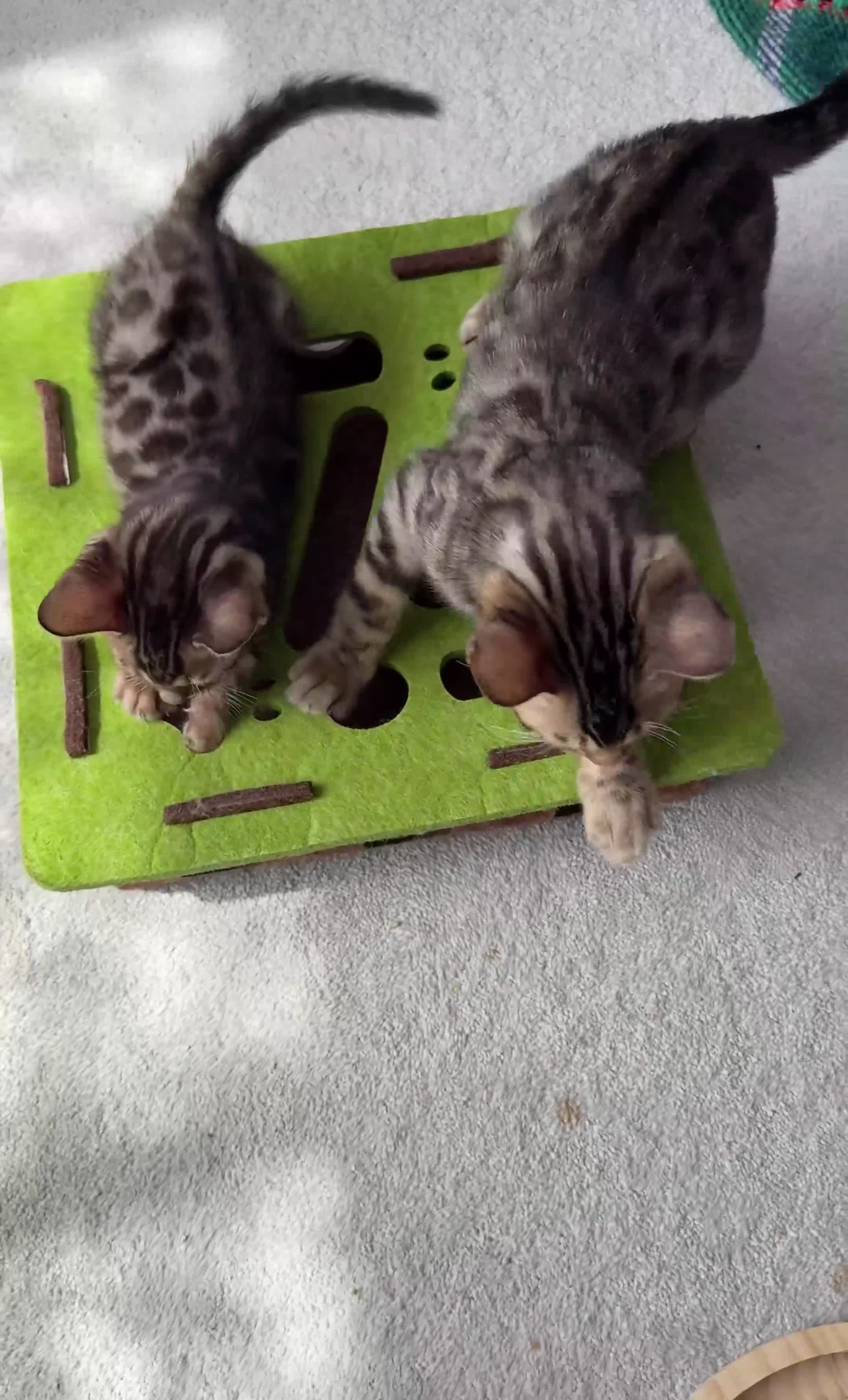 Bengal cats for sale: Bengal kittens - Video 2