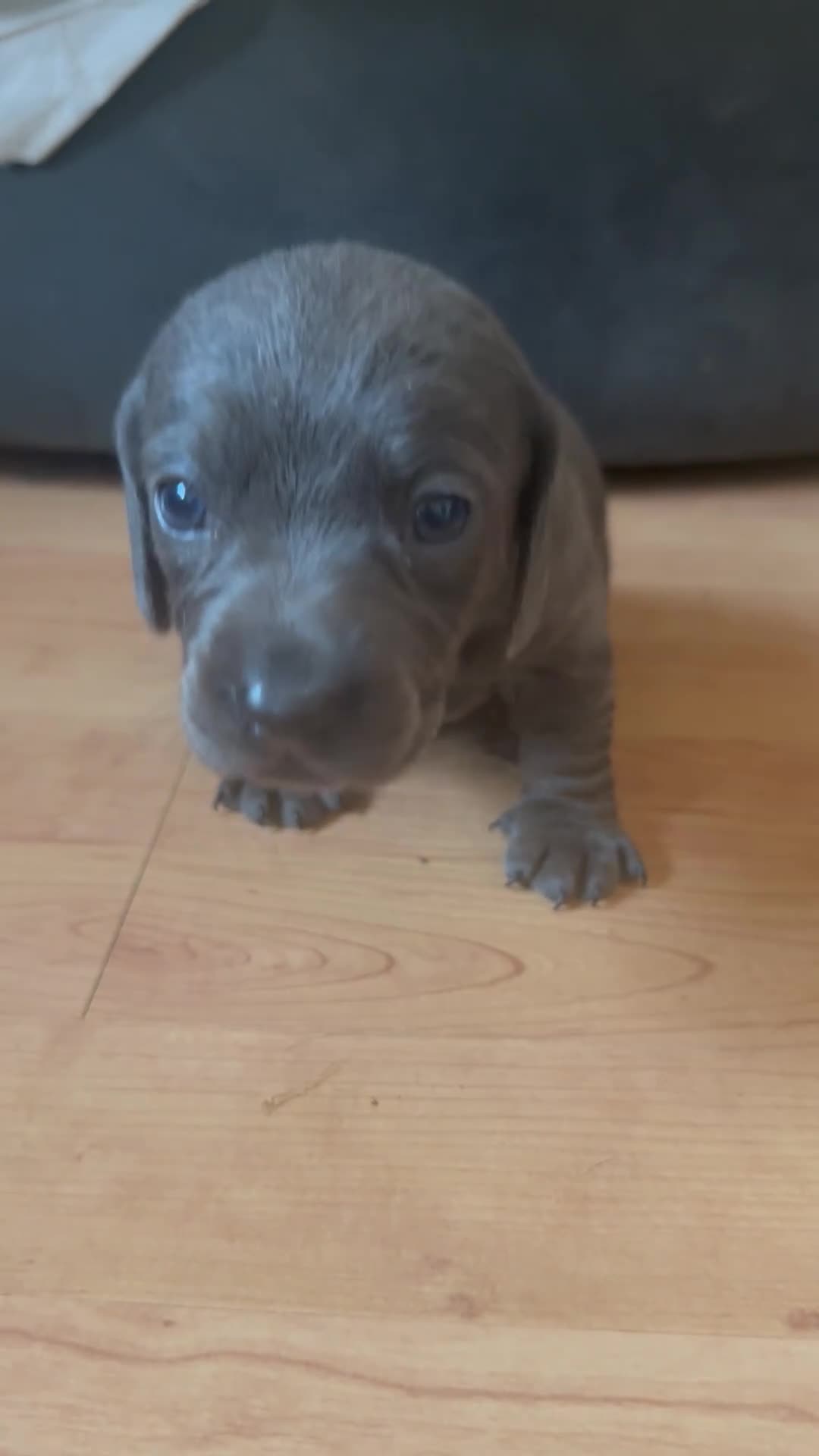 Miniature Dachshund dogs for sale: Miniature dachshund pups - Video 2