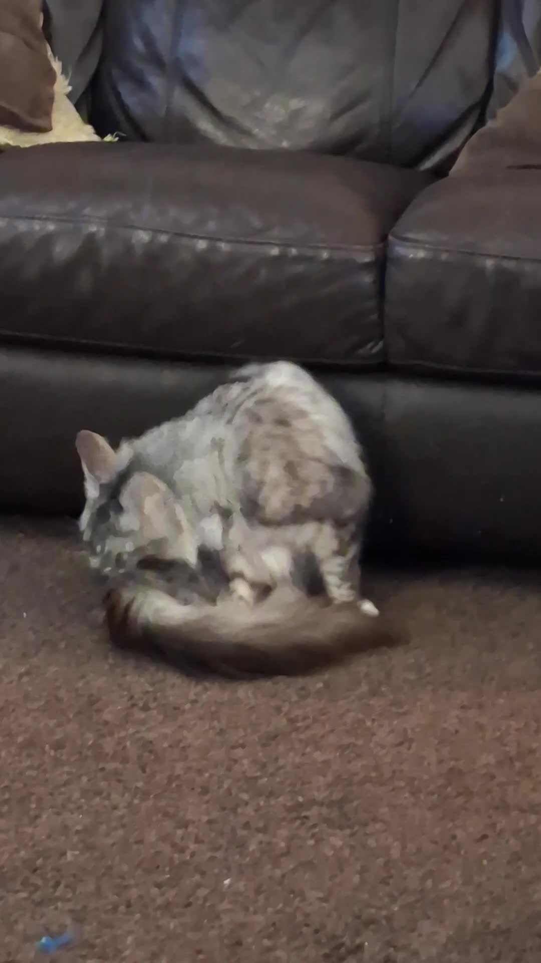 Maine Coon cats for sale: Adult  female Maine-coon  - Video 1